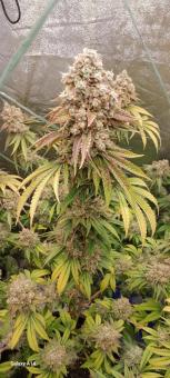 Buddha Ak - картинка 3