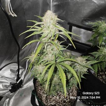 Emerald Fire OG Auto - картинка 2