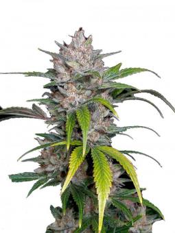 Pineapple Express Auto - картинка 7