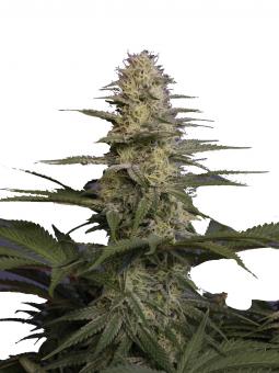 Delicious Cookies Auto  - картинка 1