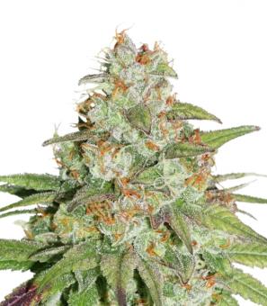 Glueberry O.G. - картинка 1