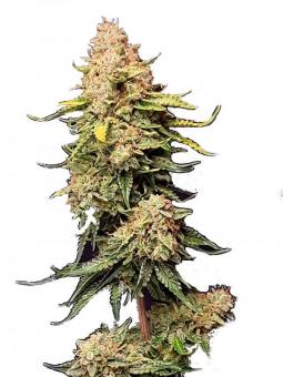 Moby Dick - картинка 1