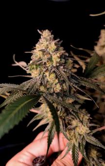 Fullgas - картинка 3