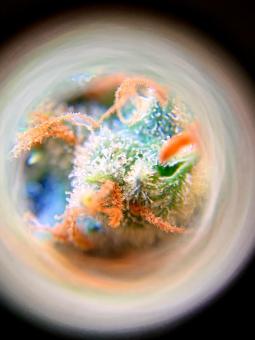 Diesel Fast F1 BX Regular - картинка 3