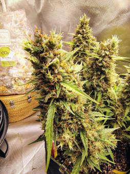 Blueberry Auto - картинка 3