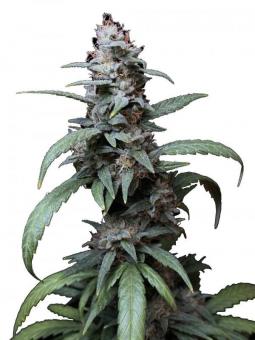 Auto Zkittlez genetics - картинка 7