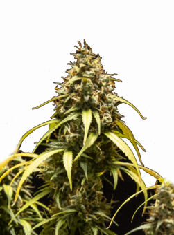 Triple G Auto - картинка 11