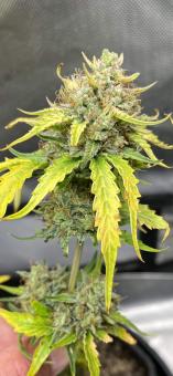 Humboldt Dream Auto - картинка 3