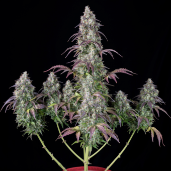 Lemon Pie Auto - картинка 10