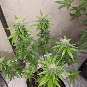 Critical Neville Haze Early Version - картинка 4