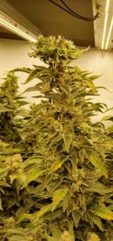 White Rhino - картинка 3