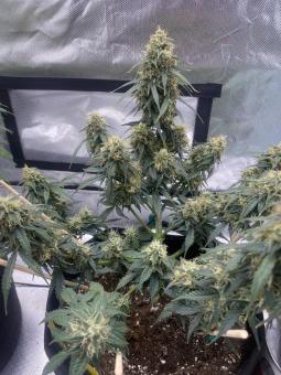 Auto Candy Bubatz XL - картинка 3