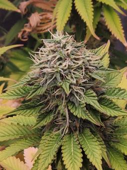 Romulan - картинка 1