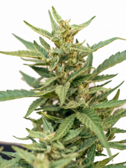 THC-Victory - картинка 1