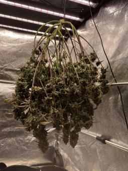 Forbidden Runtz Auto - картинка 6