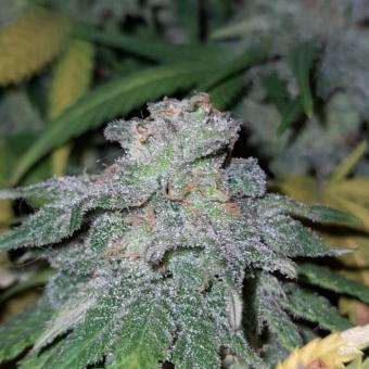 Critical Sensi Star Early Version - картинка 3