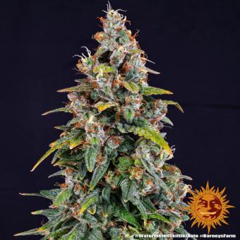 Watermelon Zkittlez Auto - картинка 4