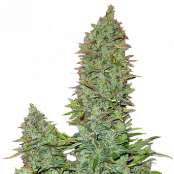 OGRE Auto - картинка 2