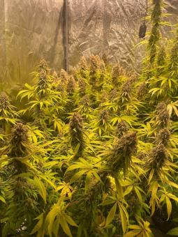 Moby Dick - картинка 6