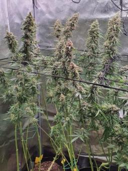 Auto Scout Cookies genetics - картинка 5