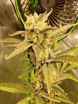 Total Cheese Auto (aka Super Cheese Auto) - картинка 6