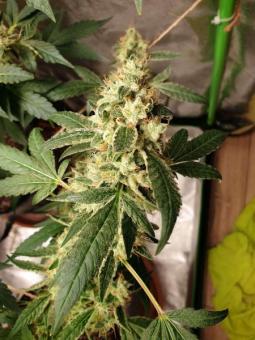 Cookies USA - картинка 2