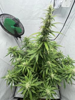 Wendy Auto - картинка 2