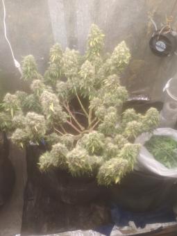 AK 74 Auto - картинка 8