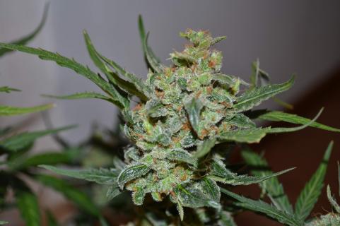 Auto Collection Pack №2 - картинка 3