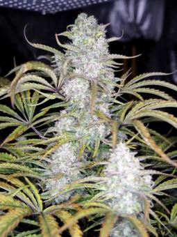 Afghan Kush Auto - картинка 5