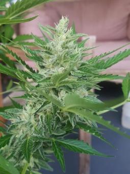 Sticky Fingers Auto - картинка 6