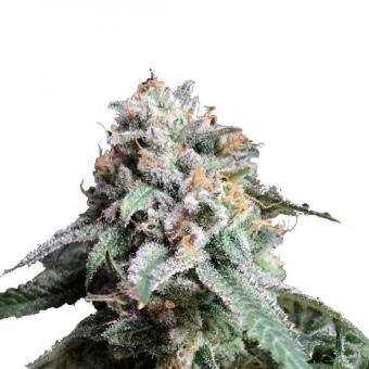 Auto AK 47 genetics - картинка 1