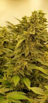 White Rhino - картинка 4