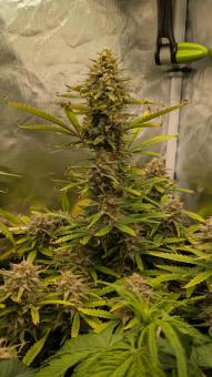 Auto Gelato - картинка 4