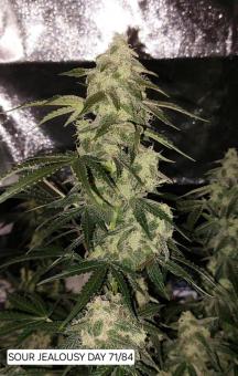 Sour Jealousy Auto - картинка 1