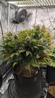 Auto Northern Lights - картинка 3