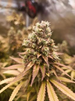 Critical Orange Punch - картинка 6