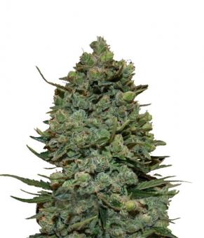 Cookies Kush - картинка 1