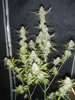 Critical Plus Auto - картинка 6