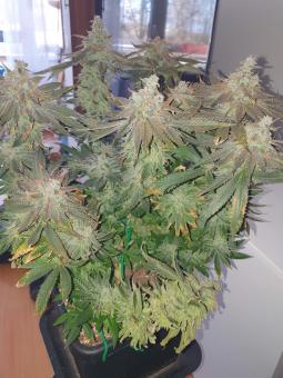 Bay Burger - картинка 5