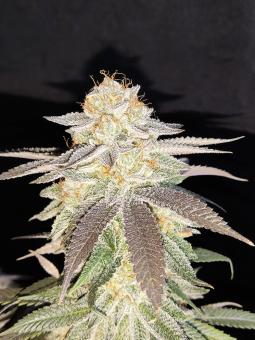 Sugar Bomb Punch - картинка 1