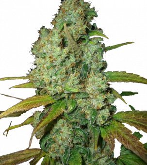 Power Plant - картинка 7