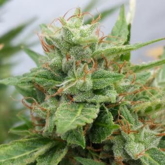 OGRE Auto - картинка 3