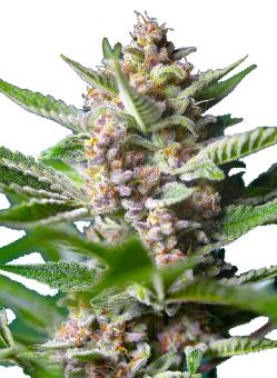 Purple Punch OG - картинка 2