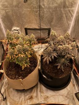 Watermelon Zkittlez - картинка 2