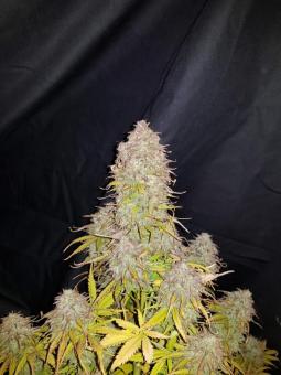 Gorilla Glue Auto - картинка 2