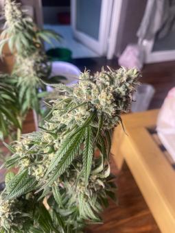 Holy Snow - картинка 4