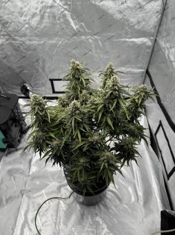 Forbidden Runtz Auto - картинка 6