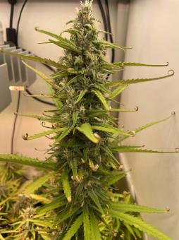 Cream Caramel Auto - картинка 1