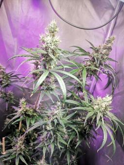 Quasar - картинка 4